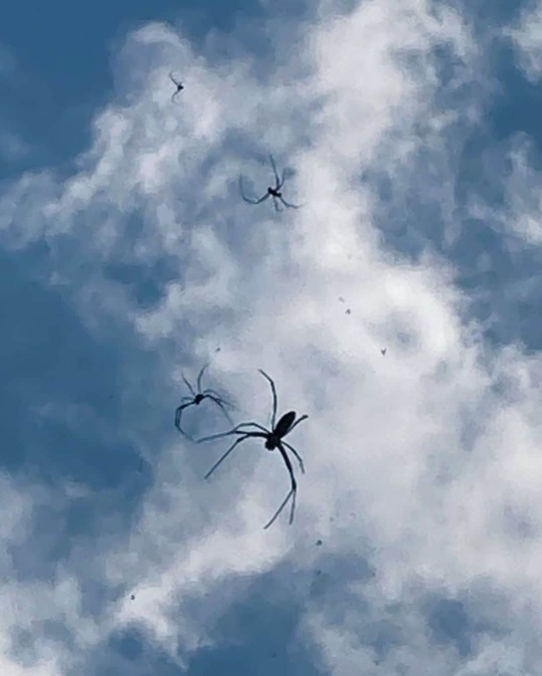 伊藤えみさんのインスタグラム写真 - (伊藤えみInstagram)「ハロウィンなので、私が撮ったダジャレ写真「雲と蜘蛛」をあなたにプレゼント☁️🕷  #蜘蛛 #くも #クモ #雲 #spider  #spiders  #cloud  #clouds  #skyphotography  #halloween」10月31日 18時59分 - itoemi1019