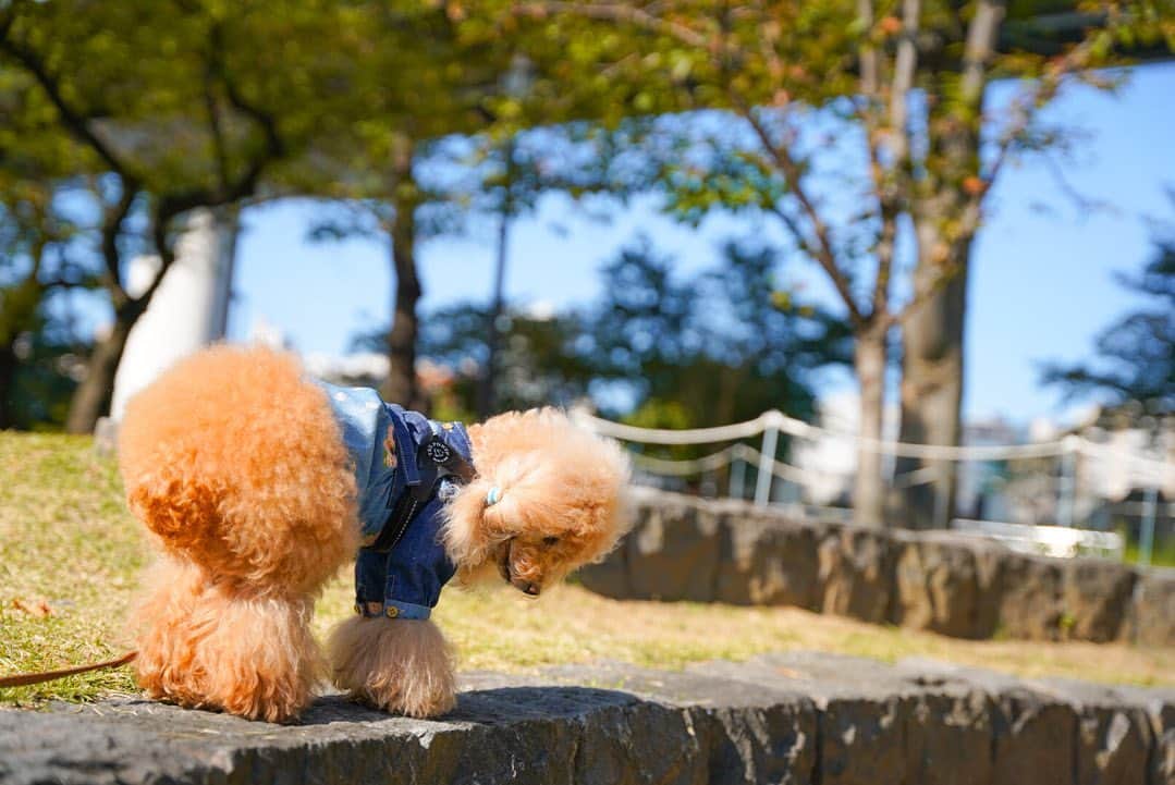 Toypoodle Mikuru?Asakusa Tokyoのインスタグラム：「20201031 Saturday. Goodnight 🎃 . HELLOWEENでしたが、何もイベントも参加せず😂 まったり過ごしました✨ . 今朝は みくるの秘密基地からミズマチまでお散歩。 すみだリバーウォーク渡って帰ってきましたよん☺️ . 今日は重いけどSIGMAちゃんで撮影📷 あとは撮り手の腕が問題。 習うより慣れろ精神で撮りまくれ💪🏻 . また水面下でダメ出しがありそうだ😅 . #東京ミズマチ #tokyoskytree #sigma2470mmf28art  #桃尻」
