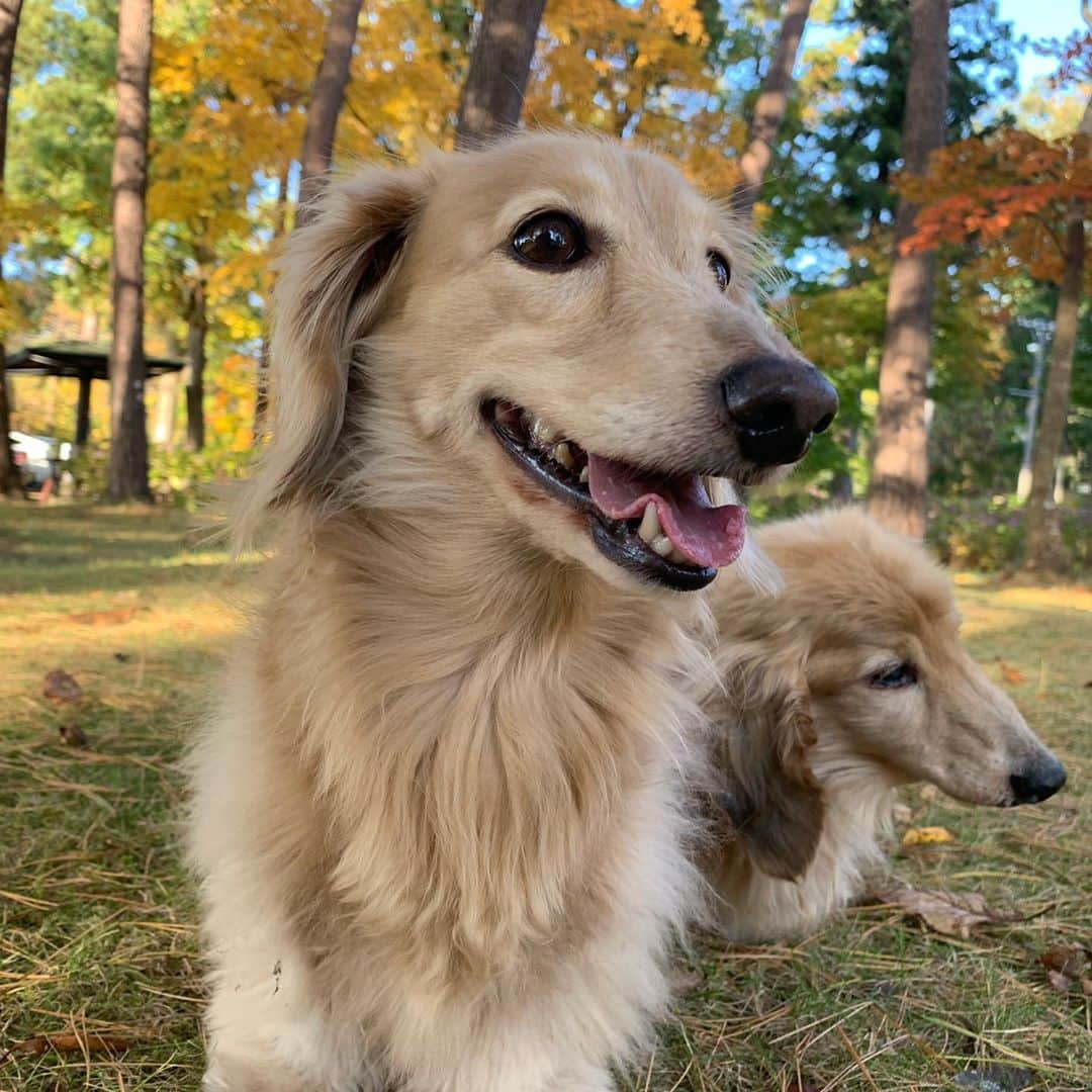 ハッチ＆ニコのインスタグラム：「🐶🐶🍁今年の紅葉は今一つ  #カメラ嫌い同好会 #pecoいぬ部 #犬の生活が第一 #癒しわんこ #dachshund #犬バカ部 #短足部 #ふわもこ部 #tokyocameraclub #東京カメラ部」