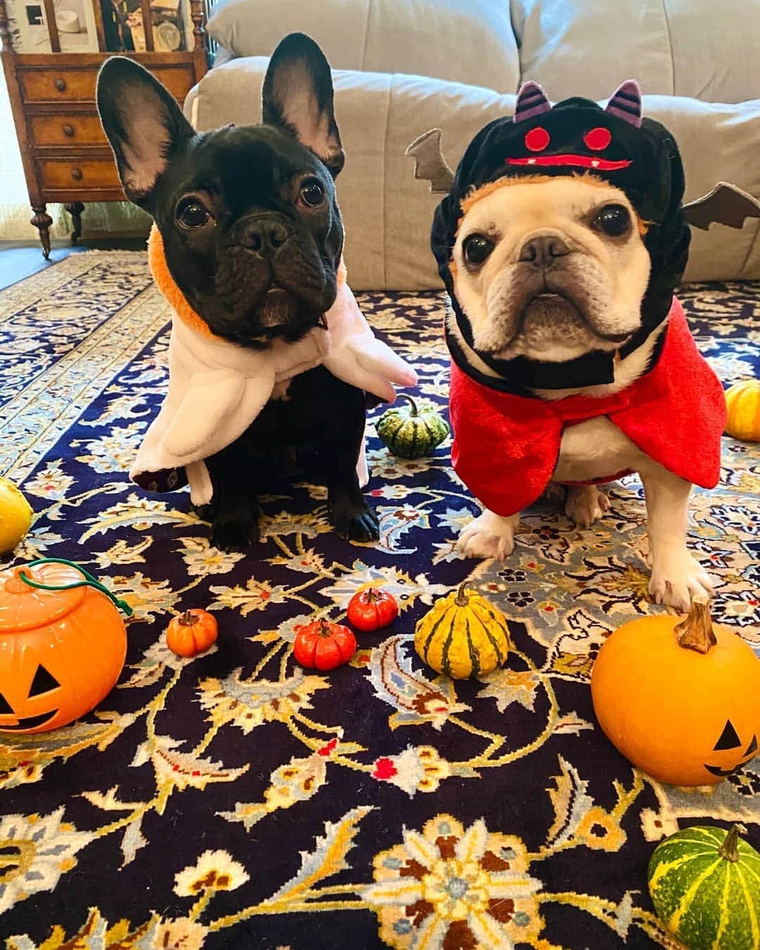 のインスタグラム：「Happy Halloween👻ドラキュラとかぼちゃのおばけに仮装した、マダムハッチの家族たち♡ 今年のハロウィンはお家パーティーで思いっきり楽しみましょう。Trick or Treat！  Happy Halloween !! HACCI family dress up as Dracula and pumpkin ghost will celebrate Halloween from home ;)  #hacci #honey #bee #beauty #skincare #cosmetics #honeycosmetics #madeinjapan #Halloween #trickortreat#happy#はちみつ #はちみつコスメ #スキンケア #ハロウィン」