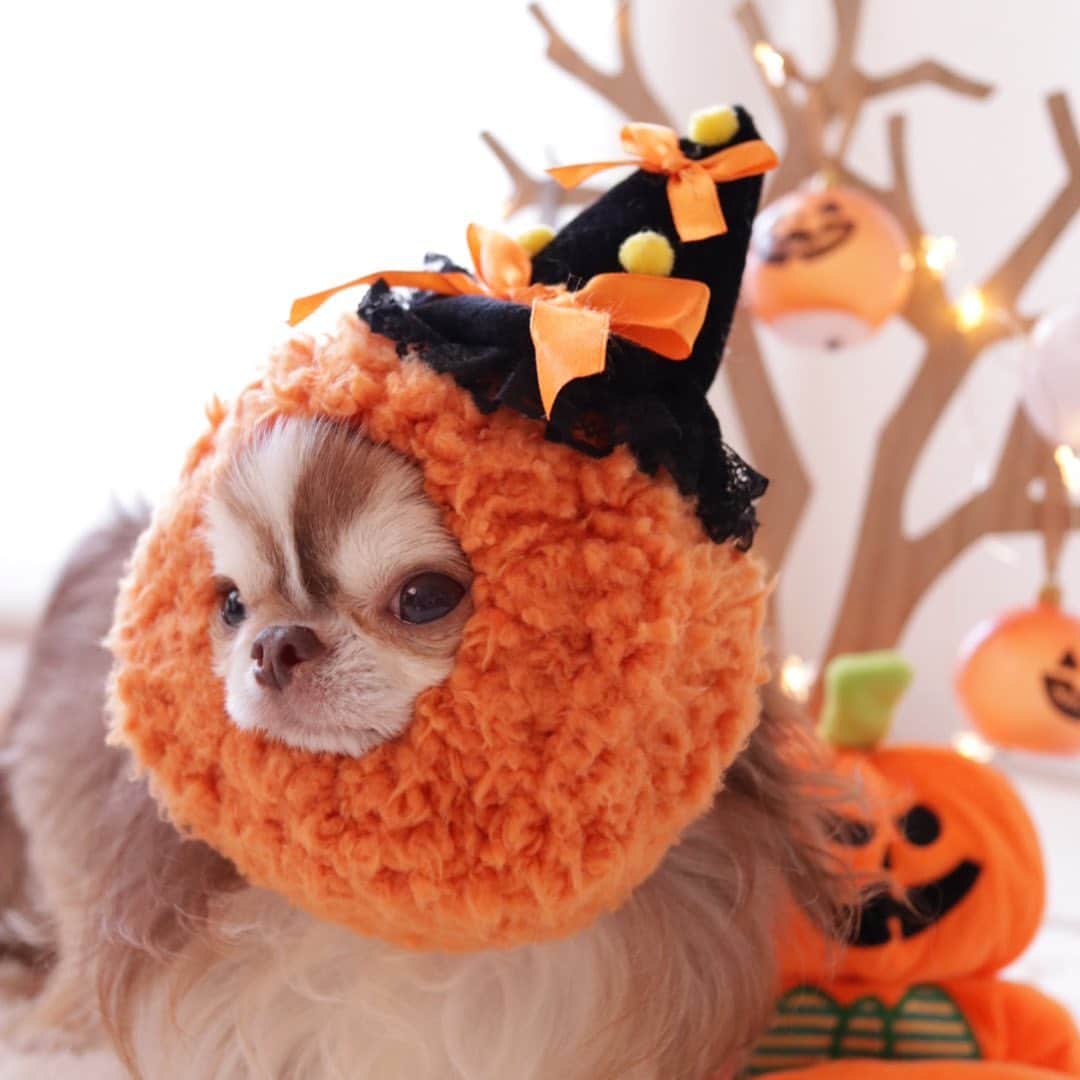 kayoのインスタグラム：「* * * 毎年色々な被り物が出るけど らいちんは このハロウィンスヌードがいちばん似合う😂🎃 * * Lychee❤️🎃 * * #ハロウィン #Halloween #chihuahua#chihuahualove#dogstgram#dog#instadog#チワワ#チワワ大好き#チワワのいる暮らし * * *」