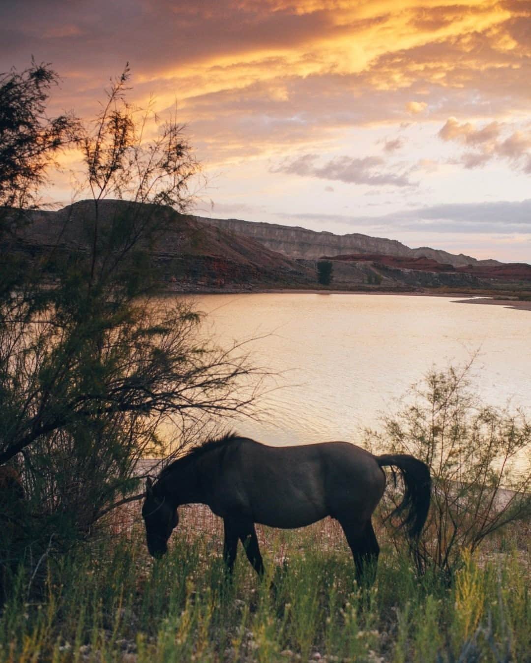 National Geographic Travelさんのインスタグラム写真 - (National Geographic TravelInstagram)「Photo by @joshuacogan / A wild horse in the Pryor Mountains of the Bighorn Canyon National Recreation Area snacks before sunset. The horses in this region have a very distinct look and maintain strong genetic lines to the originally introduced Spanish stallions. I had been long hoping to spend some time with these horses, and this buckskin-colored stallion was very patient with me as I followed the small band he was leading.  To see more on wild horses and our public lands, follow me @joshuacogan. #wyoming #publiclands」10月31日 19時38分 - natgeotravel