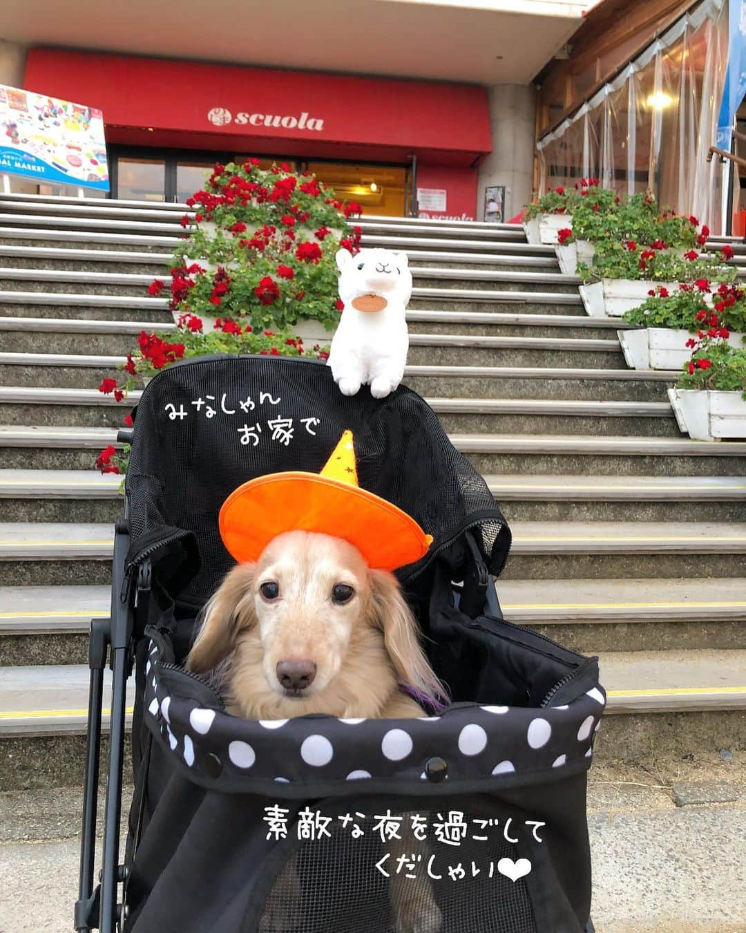 チズさんのインスタグラム写真 - (チズInstagram)「🎃 Happy Halloween 🎃 とりあえず、かぼちゃでなんか作ろっーと🔪 #TrickorTreat 🧛‍♀️ #halloween 🧙‍♀️ #うまうまくれなカメラ目線しませーん！👻 #可愛い写真撮りたくてうまうま奮発  #Mダックス#ダックス#ミニチュアダックス #親父犬#シニア犬#ミニチュアダックスフンド #ミニチュアダックスクリーム#短足部 #短足犬#カニンヘンダックス #ダックス14歳#カニンヘンダックスフンド#犬は家族#犬のいる生活#シニアライフ#インスタでわんこみるのが日課 ♡♡」10月31日 19時37分 - sqi.chizu