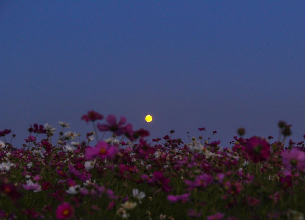 平地真菜さんのインスタグラム写真 - (平地真菜Instagram)「ハロウィーン満月とコスモス🥰  君主役だよ〜！いいね！こっち向いて！ってコスモスに話しかけてたらすっかり日が落ちて。 帰ろうとしたら満月が見えました。 ハロウィーン満月すっかり忘れてました🙋‍♀️」10月31日 20時04分 - mana_hirachi