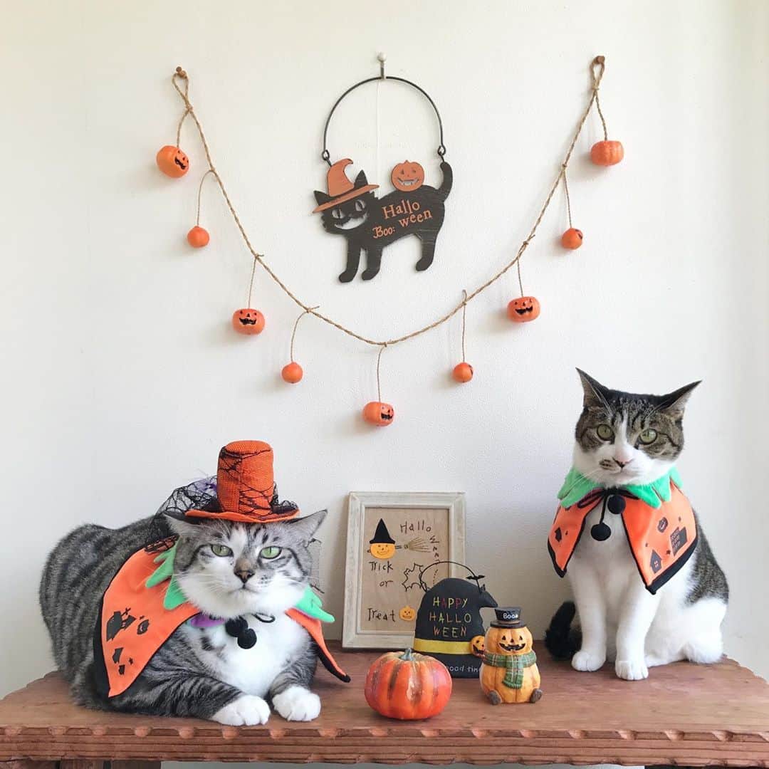 のインスタグラム：「＊ ＊ 🎃  USAKO 🎃 🎃  HARUTAROU 🎃 ＊ ・ Happy Halloween〜 🍫👻 ＊ 🎃🎃🎃🎃🎃🎃🎃🎃🎃🎃🎃 ＊ ＊ #cats_of_instagram  #TheDailyKitten  #cats_of_world #balousfriends  #catloversclub  #cat_features #catstocker #themeowlife  #sweetcatstime  #thedailykitten #cats_of_instworld #IGersJP #happypetclub #bestmeow #保護猫 #catsfollowers  #pleasantcats  #catsofday #happycatclub #sweetcatclub #ハッピーハロウィン  #cutieanimalspage #cutecatshow  #thedailykitten #happyhalloween Halloween #sweetcatonline #nyancon01 #ハロウィン  #sippoストーリー　#petokotolife ＊ ＊ 🎃🎃🎃🎃🎃🎃🎃🎃🎃🎃🎃🎃🎃🎃🎃」