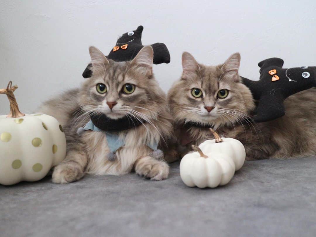 nocoaのインスタグラム：「． 👻Happy Halloween🎃 ． 今年の #血吸われ隊 はちょっとやる気なし🦇 ． ． #ロイサラ成長記録  #happyhalloween  #ハロウィン」