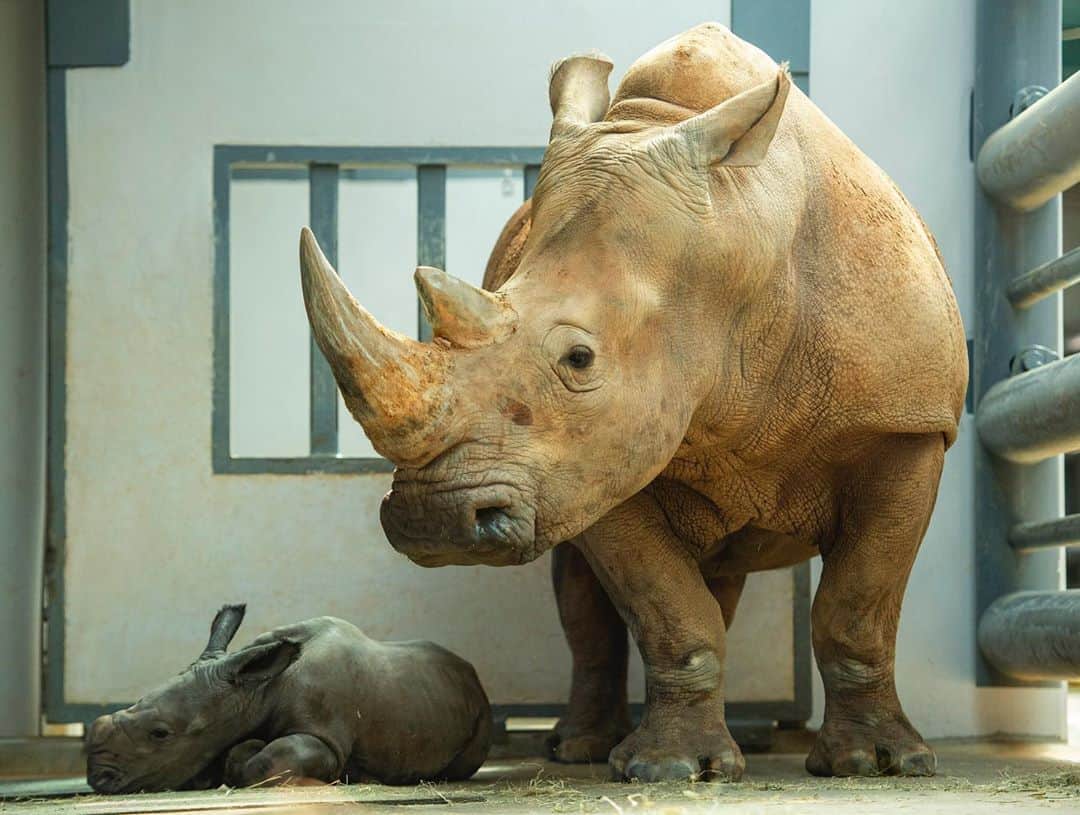 Good Morning Americaさんのインスタグラム写真 - (Good Morning AmericaInstagram)「Welcome to the world, little one! 🦏   Rhinos may be the world’s second largest land animal, but at Disney’s Animal Kingdom, there’s a tiny new one! Kendi, an endangered white rhino, gave birth to a male rhino at Walt Disney World Resort in Florida on Sunday, Oct. 25.   Rhinos have a long gestation period – approximately 16-18 months. The Disney’s Animal Kingdom team of veterinarians, scientists and animal keepers have been monitoring Kendi throughout her pregnancy, conducting regular checkups and ultrasounds.  The yet-to-be-named male rhino was standing up within the first hour. The calf will be introduced to the rhino “crash” on the savanna in the coming weeks.   This is the first of several rhino births on the horizon at Disney’s Animal Kingdom!」11月1日 2時04分 - goodmorningamerica