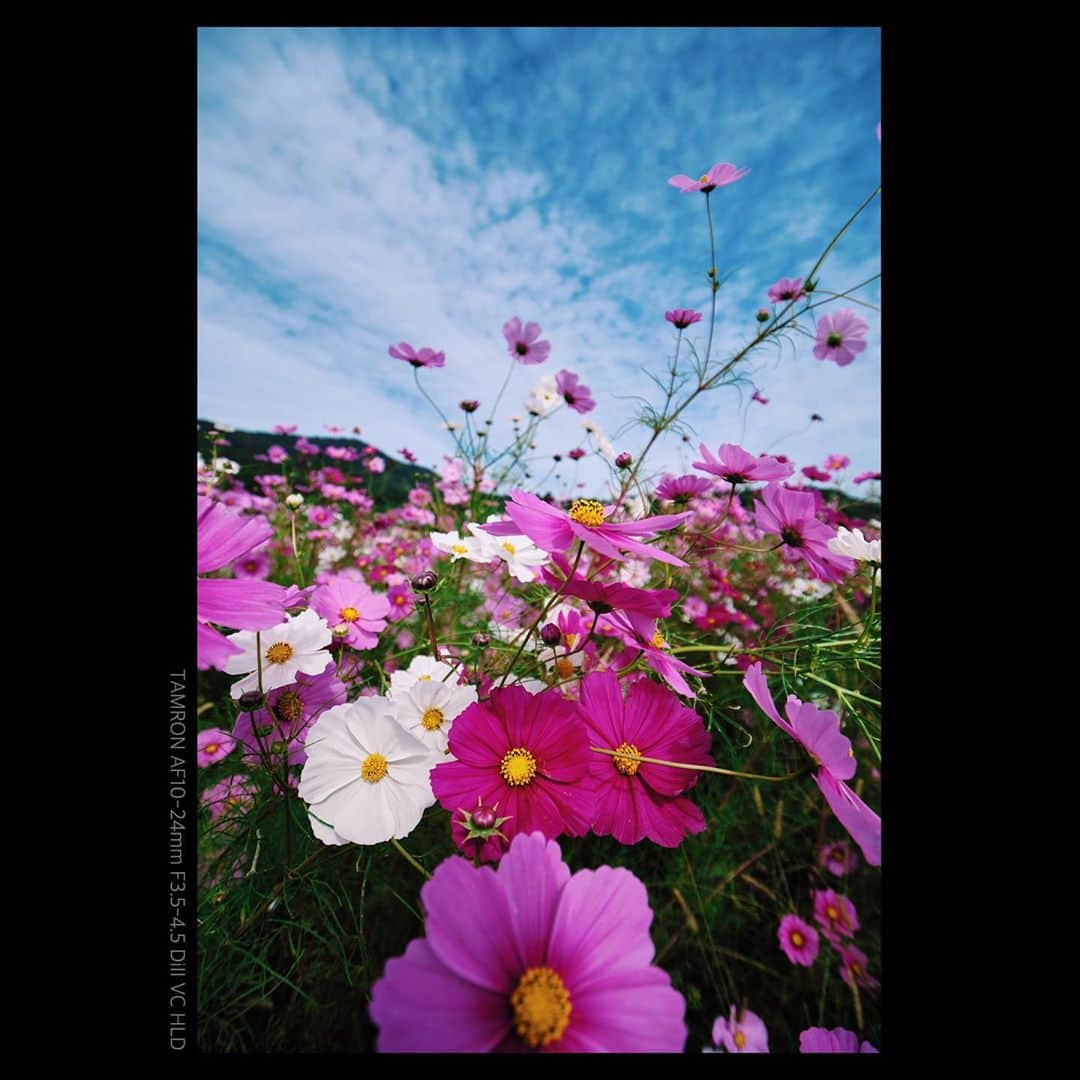 plus_thinkingさんのインスタグラム写真 - (plus_thinkingInstagram)「秋桜乱舞 Cosmos dancing  . camera: X-T3 lensmountadapter: KF-NGX lens: TAMRON AF10-24mm F3.5-4.5 DiII VC HLD  #snapJapan #beautifuljapan」10月31日 20時36分 - plus_thinking