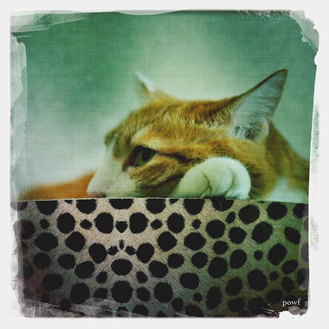 anemone_69のインスタグラム：「. #ハカセとキョウジュ #茶トラ白 #茶白 #cat #猫 #保護猫 . . #DreamCanvas_powf . . .」