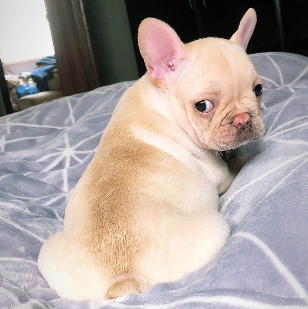 Regeneratti&Oliveira Kennelのインスタグラム：「Cutest little potato 🥔 #frenchie #frenchbulldog」
