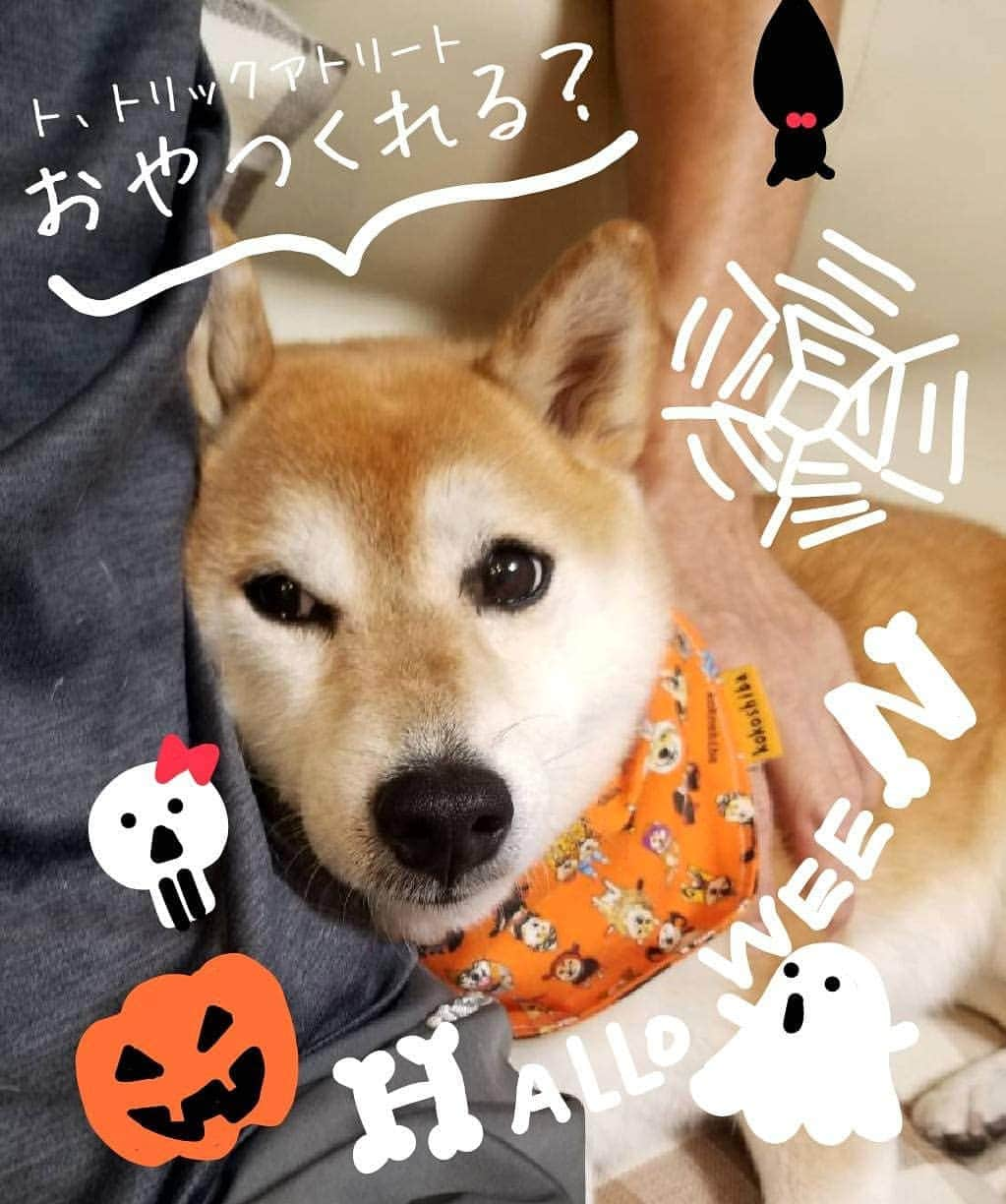 ハナとソラのインスタグラム：「Happy Halloween❤️  Trick or treat トリック ア トリート て言うたらおやつもらえるの？  こよちゃんちょっと間違ってるよ😅  みなさま楽しいハロウィンを😊🎃🦇 * #柴犬こよみ #柴犬 #しばすたぐらむ #しばいぬ #shibastagram #shibainu #halloween #ここ柴ハロウィン #ここ柴バンダナ」