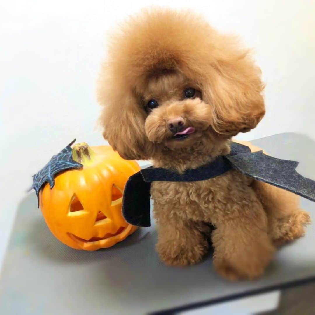 doghug (ドッグハグ) 豊洲本店のインスタグラム：「【霰ちゃんの成長日記！】生後580日  Happy Halloween！👻  今年は霰ちゃんに仮装をしてもらいました✨  #BLISS#bliss#豊洲#勝どき#広尾#仔犬#子犬#プードル#ふわもこ部#ワンコなしでは生きていけません会#犬バカ部#もふもふ#トリマー#トリミングサロン#トリミング#グルーミング#成長記録#成長日記#トレーニング#クリニック#しつけ#トリマー募集中#ティーカッププードル #1歳#トップノット#きのこカット#オムツカット#ハロウィン」