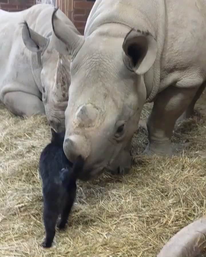 animals.coのインスタグラム：「An unlikely friendship between Mia and Emilka 🐱🦏 Video by @amivitale」