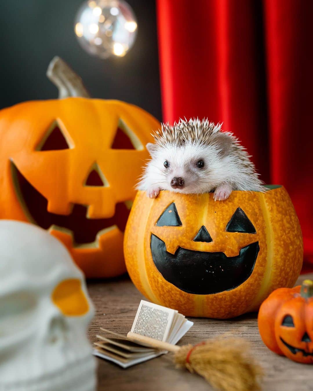 ダーシーのインスタグラム：「🦔🦔🦔🎃👻💚🧡❤️  ①Koala 2020 ②Matthew 2016 ③Darcy 2013  思い出の詰まったカボチャ😌🎃✨」