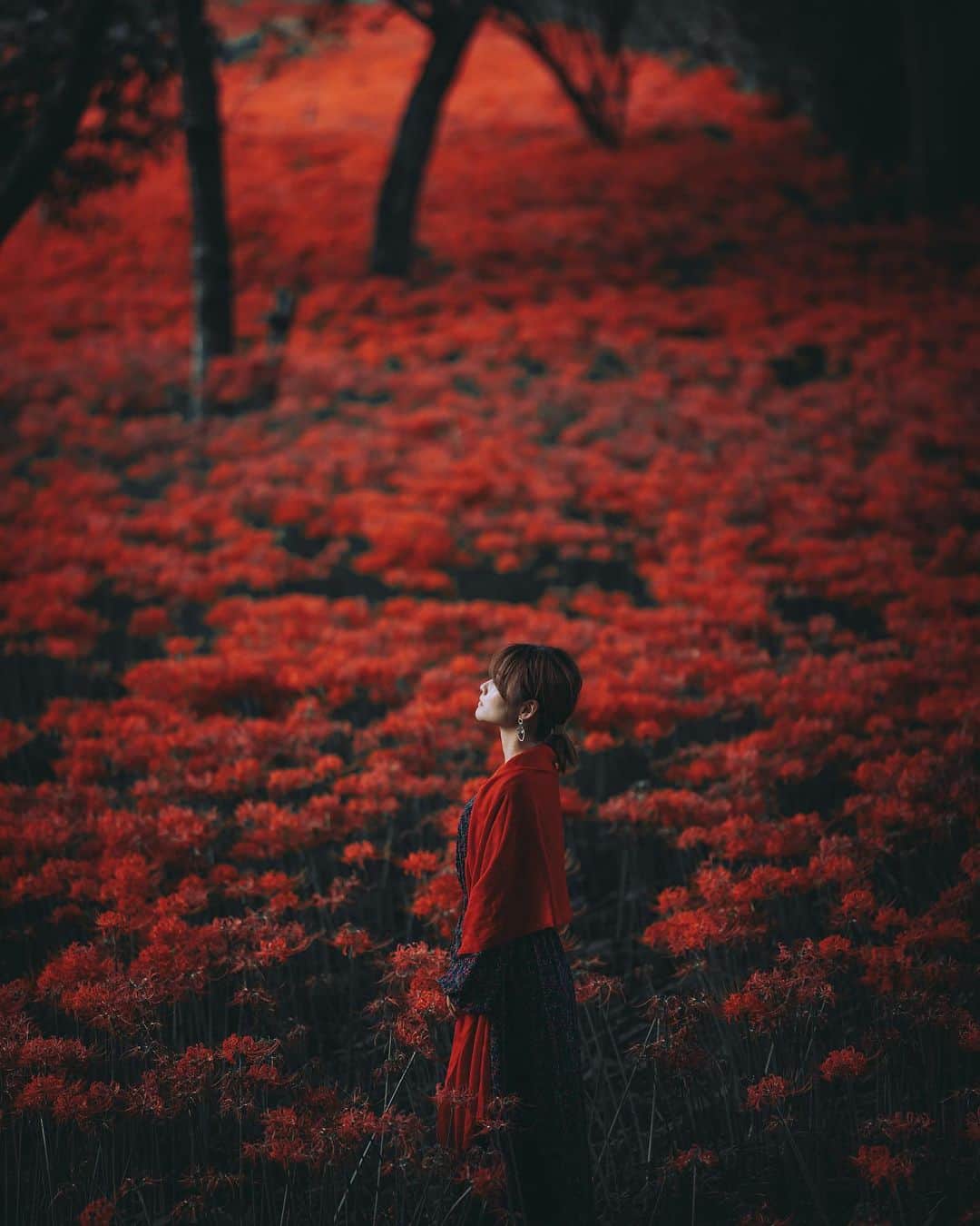 wacameraのインスタグラム：「in to the red 毎年見逃してた彼岸花のフィーバー。やっと撮れた一枚。135mm F1.8は賛否両論あるけれど、たまに吐き出してくる独特の絵作りが好物♥️」