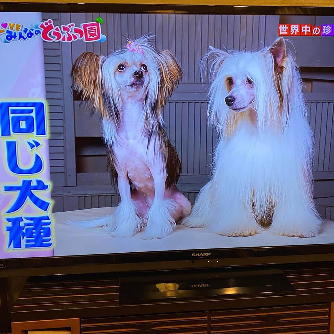 C-more ENTERTAINMENT【AVプロダクション】さんのインスタグラム写真 - (C-more ENTERTAINMENT【AVプロダクション】Instagram)「【Chinese Crested Dog】  やはり圧倒的にヘアレスだな😍 美しさの『格』が違うわ  プロダクション選びは慎重に  #AV #AV事務所 #AVプロダクション #AV女優 #セクシー女優 #シーモア #cmore_ent #アダルトビデオ #原宿 #表参道 #神宮前 #犬 #dog #chinesecresteddog #チャイニーズクレステッドドッグ #チャイクレ #ヘアレス #親バカ #Iloveみんなのどうぶつ園」10月31日 21時10分 - cmore_ent