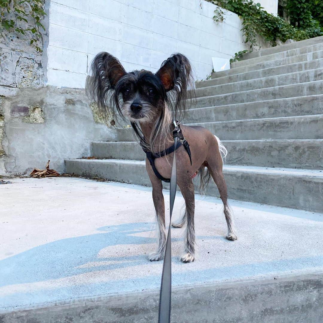 C-more ENTERTAINMENT【AVプロダクション】さんのインスタグラム写真 - (C-more ENTERTAINMENT【AVプロダクション】Instagram)「【Chinese Crested Dog】  やはり圧倒的にヘアレスだな😍 美しさの『格』が違うわ  プロダクション選びは慎重に  #AV #AV事務所 #AVプロダクション #AV女優 #セクシー女優 #シーモア #cmore_ent #アダルトビデオ #原宿 #表参道 #神宮前 #犬 #dog #chinesecresteddog #チャイニーズクレステッドドッグ #チャイクレ #ヘアレス #親バカ #Iloveみんなのどうぶつ園」10月31日 21時10分 - cmore_ent
