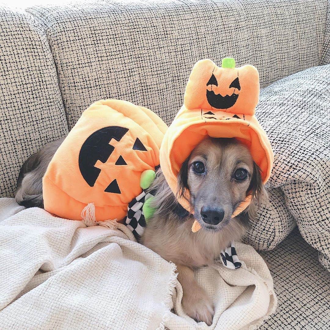 藤川沙弥のインスタグラム：「🎃ʜᴀᴘᴘʏ ʜᴀʟʟᴏᴡᴇᴇɴ🎃」