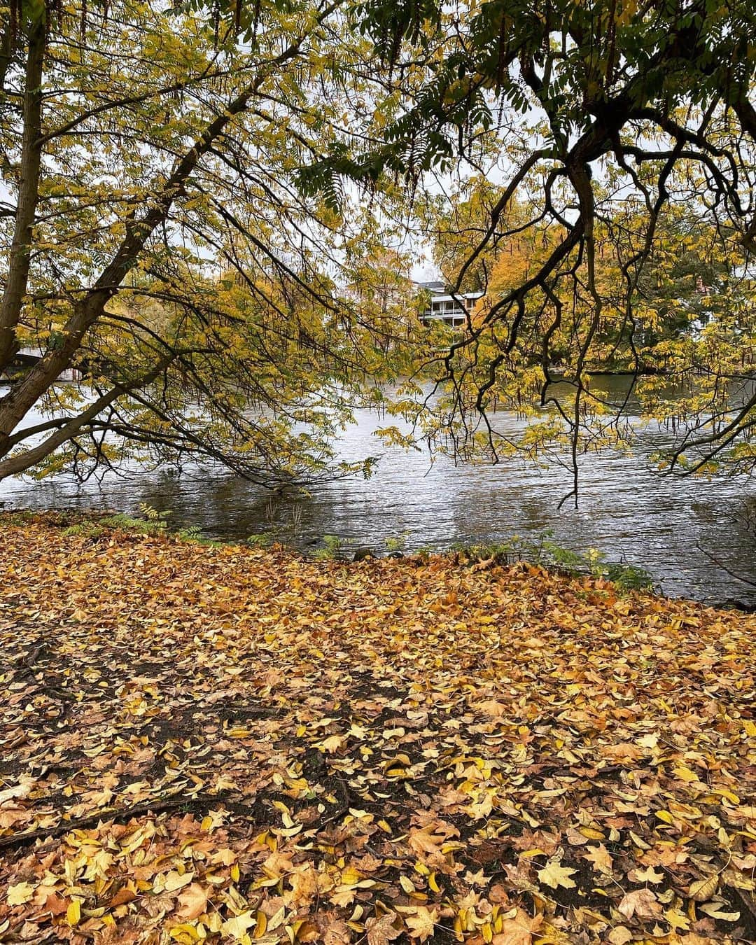 レオニー・ハンネさんのインスタグラム写真 - (レオニー・ハンネInstagram)「My first German autumn in 5 yrs. 🥰🍁🍂 #hamburg #autumn」10月31日 21時46分 - leoniehanne