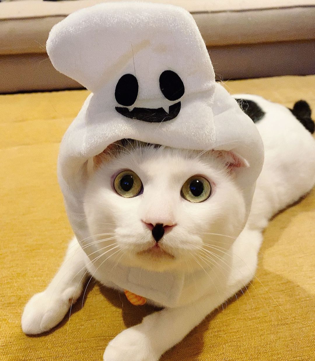 佐藤乃莉さんのインスタグラム写真 - (佐藤乃莉Instagram)「🎃Happy Halloween 🦇  お菓子も貰うし🍭イタズラも するそうです。  可愛いから許しますw  #cat#love#family #おすし#オバケ#halloween #ハロウィンコスプレ」10月31日 21時52分 - nori_sato_