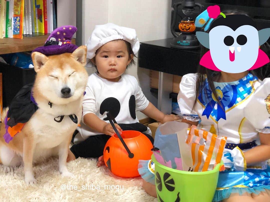 Moguのインスタグラム：「. Happy Halloween🎃 #写真撮影に飽きた柴犬 #はよお菓子くれなの #ベビ子分はゴーストなはずなんだけどもはや給食当番さん #モデルの子が着てる写真はお洒落なおばけだったんだけどね #そんなハロウィンでした . @the_shiba_mogu  #柴犬 #shibainu #shiba#赤柴 #redshiba#犬 #dog#しばいぬ#nannydog#犬と子供#子供と犬#柴犬と子供#柴#赤ちゃんと犬#犬と赤ちゃん#柴犬と赤ちゃん#赤ちゃんと柴犬#柴犬のいる暮らし#子守犬」