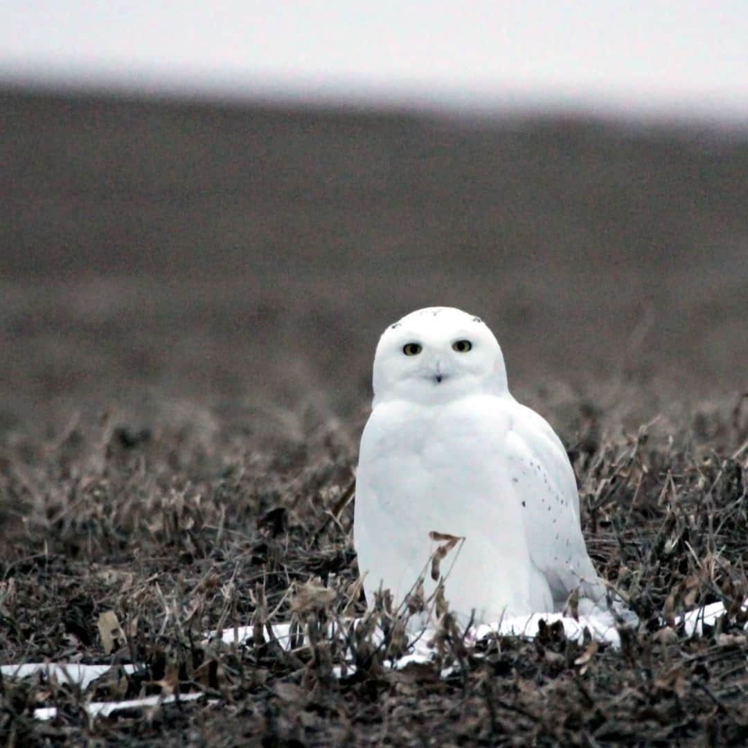 アメリカ内務省さんのインスタグラム写真 - (アメリカ内務省Instagram)「Boo! 👻  Haunting the arctic tundra with a ghostlike charm, snowy owls wear excellent #Halloween #costumes all year long. Their camouflage and silent flight allows them to trick their prey and turn them into treats. They can live year-round in the tundra, but during winter may make their way south in search of food. Male #SnowyOwls are mostly all white, while females and juveniles have dark brown or black barring. They are our favorite #ghosts and spotting them conjures up magical feelings - but keep your distance if you see one-- you wouldn't want to spook them! Wishing you a safe and hootiful Halloween! Photo of a snowy owl not blending in so well at Kulm Wetland Management District in #NorthDakota by Krista Lundgren, U.S. Fish and Wildlife Service. #usinterior #ghosts #hedwig #spookycute #trickortreat」10月31日 22時08分 - usinterior