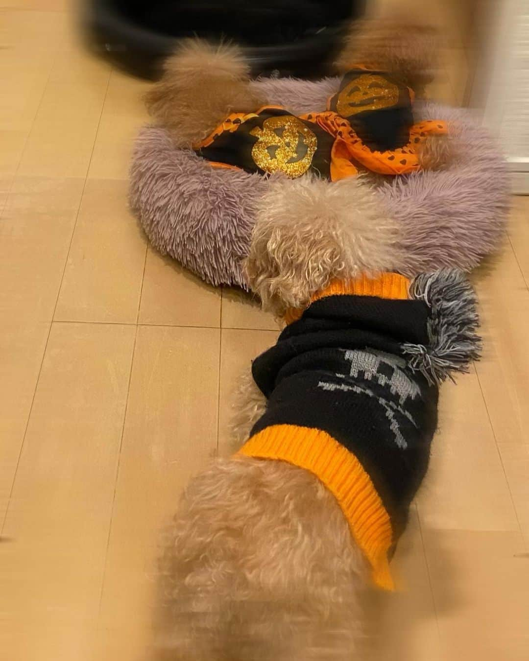 香里奈さんのインスタグラム写真 - (香里奈Instagram)「🎃Happy Halloween🎃  Have a nice weekend ✨  #香里奈 #karina #halloween  #2020 #🎃 #toypoodle」10月31日 22時25分 - karina_official_221