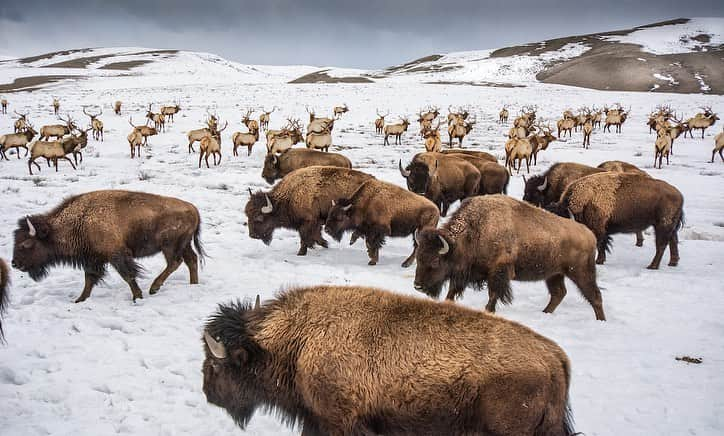 ジミー・チンさんのインスタグラム写真 - (ジミー・チンInstagram)「Honored to be part of the Prints for Nature fine-art photography sale (#6) featuring work by some of my favorite photographers working to protect people, wildlife and the environment.   This is a chance to collect some inspiring photography to support much needed conservation work. One hundred percent of the profits will be donated directly to @conservationorg, whose work supporting grassroots conservation is more important than ever.  Browse these stunning images and purchase yours today at printsfornature.com (link in bio.)  #conservation #wildflie #naturephotography #printsfornature  1. @chamiltonjames  2. @anandavarma  3. @joelsartore  4. @bertiegregory  5. @tonywu98  6. @jimmychin」10月31日 22時33分 - jimmychin