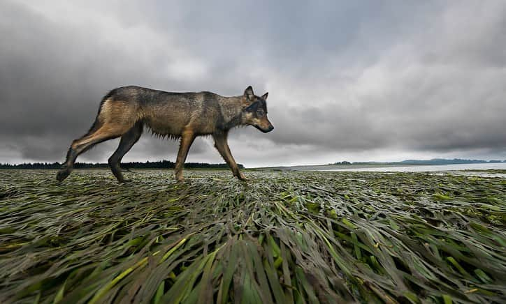 ジミー・チンさんのインスタグラム写真 - (ジミー・チンInstagram)「Honored to be part of the Prints for Nature fine-art photography sale (#6) featuring work by some of my favorite photographers working to protect people, wildlife and the environment.   This is a chance to collect some inspiring photography to support much needed conservation work. One hundred percent of the profits will be donated directly to @conservationorg, whose work supporting grassroots conservation is more important than ever.  Browse these stunning images and purchase yours today at printsfornature.com (link in bio.)  #conservation #wildflie #naturephotography #printsfornature  1. @chamiltonjames  2. @anandavarma  3. @joelsartore  4. @bertiegregory  5. @tonywu98  6. @jimmychin」10月31日 22時33分 - jimmychin