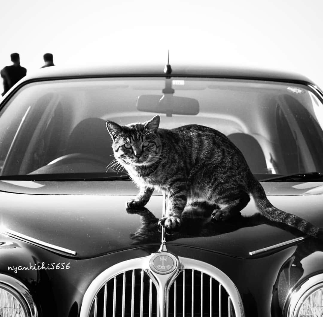 路地裏のにゃん吉さんのインスタグラム写真 - (路地裏のにゃん吉Instagram)「Jaguar じゃにゃいよ ニャガー😼✨  #光岡ビュート #生き抜け野良猫 コソドロボーイ #แมว #igersjp#のらねこ部#猫#ねこすたぐらむ#ねこ部#bnw_greatshots #にゃんすたぐらむ#みんねこ #cats#ファインダー越しの私の世界 #catsofinstagram #gatto#catloversclub#bnw_greatshots#gf_bnw #東京カメラ部#icu_japan#team_jp_モノクロ #고양이#nekoclub #catstagram#広がり同盟 #bestcatclub #gallery_legit #kawaii#love_bestjapan #meow」10月31日 22時26分 - nyankichi5656