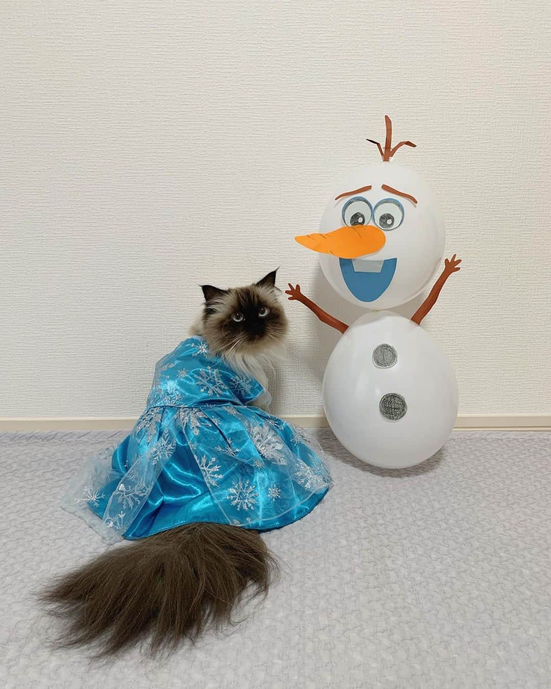 のインスタグラム：「せっかく写真たくさん撮ったから記念に📸✨ ベビ初めてのHalloween🎃  プリュムかベビかどちらかがオラフ☃️と悩んだけど、2人ともエルサに👸🏼👸🏼❄️✨ そしてプリュムの仮装には実はウィッグもあったりする🤭(2枚目)  ちなみにオラフ風船はママの手作り⛄️🎈✂️  . . . . #プリュムのいる生活 #猫のいる暮らし  #ヒマラヤン  #赤ちゃんと猫  #もふもふ#ヒマラニャンズ  #猫  #ねこ  #ペコねこ部#ハロウィン#コスプレ#ディズニー#手作り#Disney#Halloween#happyhalloween  #frozen #dress#sisters#fluffycat#癒し#🐈 #고양이  #ilovecats  #himalayancat  #catsofinstagram  #catloversclub  #bestmeow#bestcats_oftheworld  #weeklyfluff」