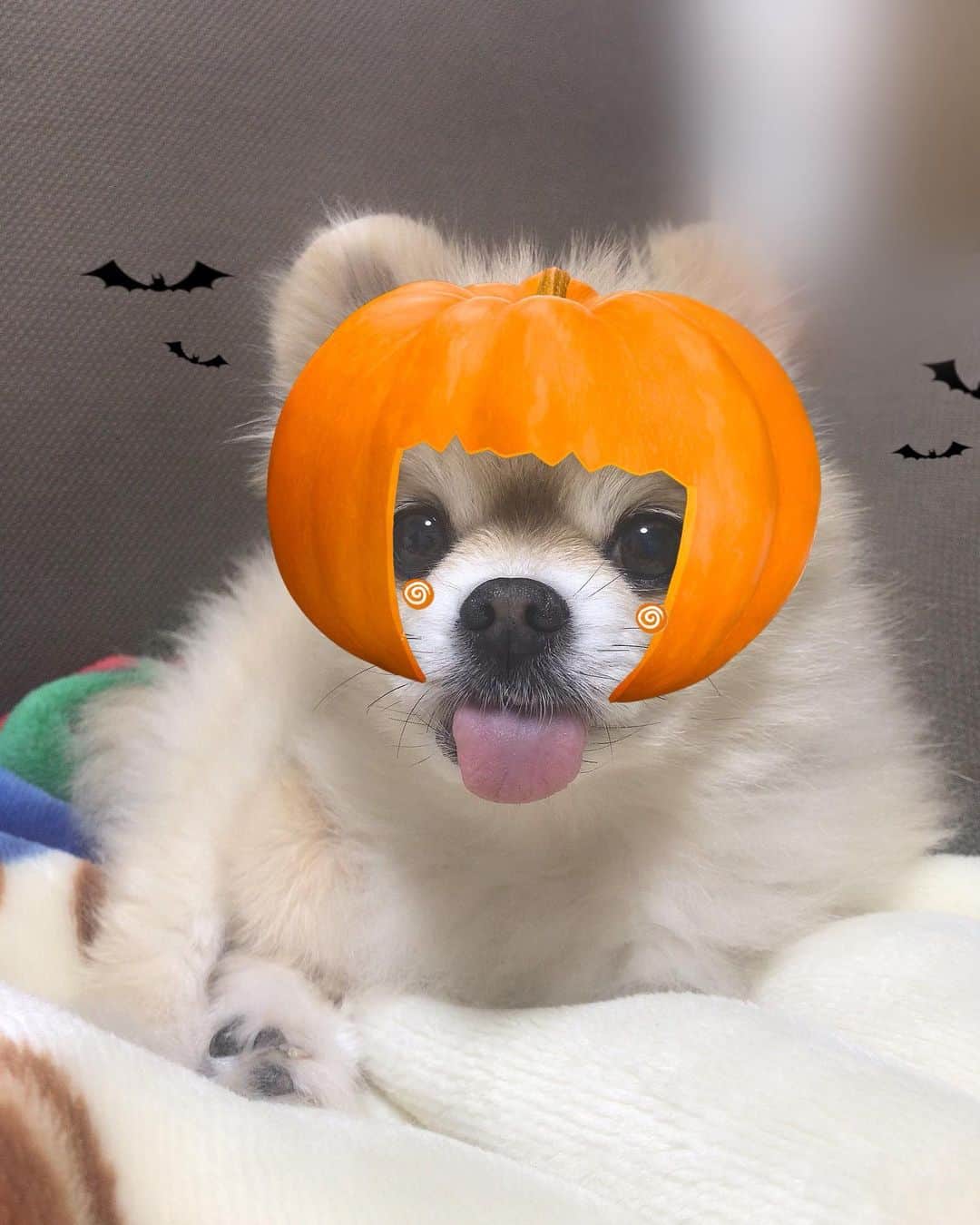大湖せしるさんのインスタグラム写真 - (大湖せしるInstagram)「﻿ ﻿ ﻿ Happy  Halloween﻿ ﻿ ﻿ あれ？﻿ ﻿ かぼちゃに﻿ 耳はえてる﻿ ﻿ 笑﻿ ﻿ #つぼみも #ハロウィン  #かぼちゃからはみ出てる」10月31日 22時49分 - cecile_daigo