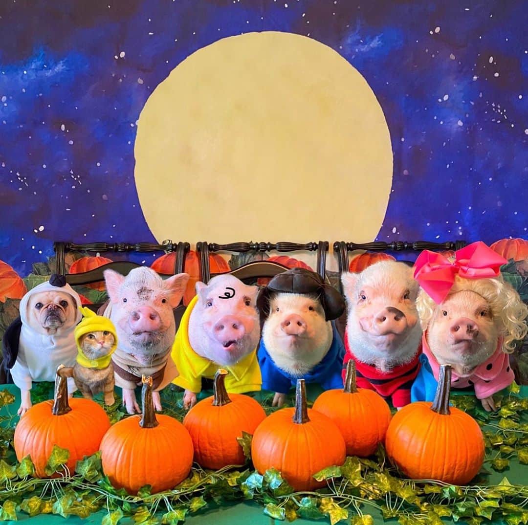 Priscilla and Poppletonさんのインスタグラム写真 - (Priscilla and PoppletonInstagram)「“There are three things I’ve learned never to discuss with people: religion, politics, and the Great Pumpkin!” Happy Halloween everyone from the Peanut’s Gang: Snoopy, Woodstock, Pig-Pen, Charlie Brown, Lucy, Linus and Sally! (Mommy says you have to zoom in to really appreciate this). We hope everyone has a fun and safe Halloween! Check back later for a video of us in our costumes in the Great Pumpkin Patch!🐷🎃#PeanutsHalloween #GreatPumpkin #CharlieBrown #PrissyandPop」10月31日 22時52分 - prissy_pig