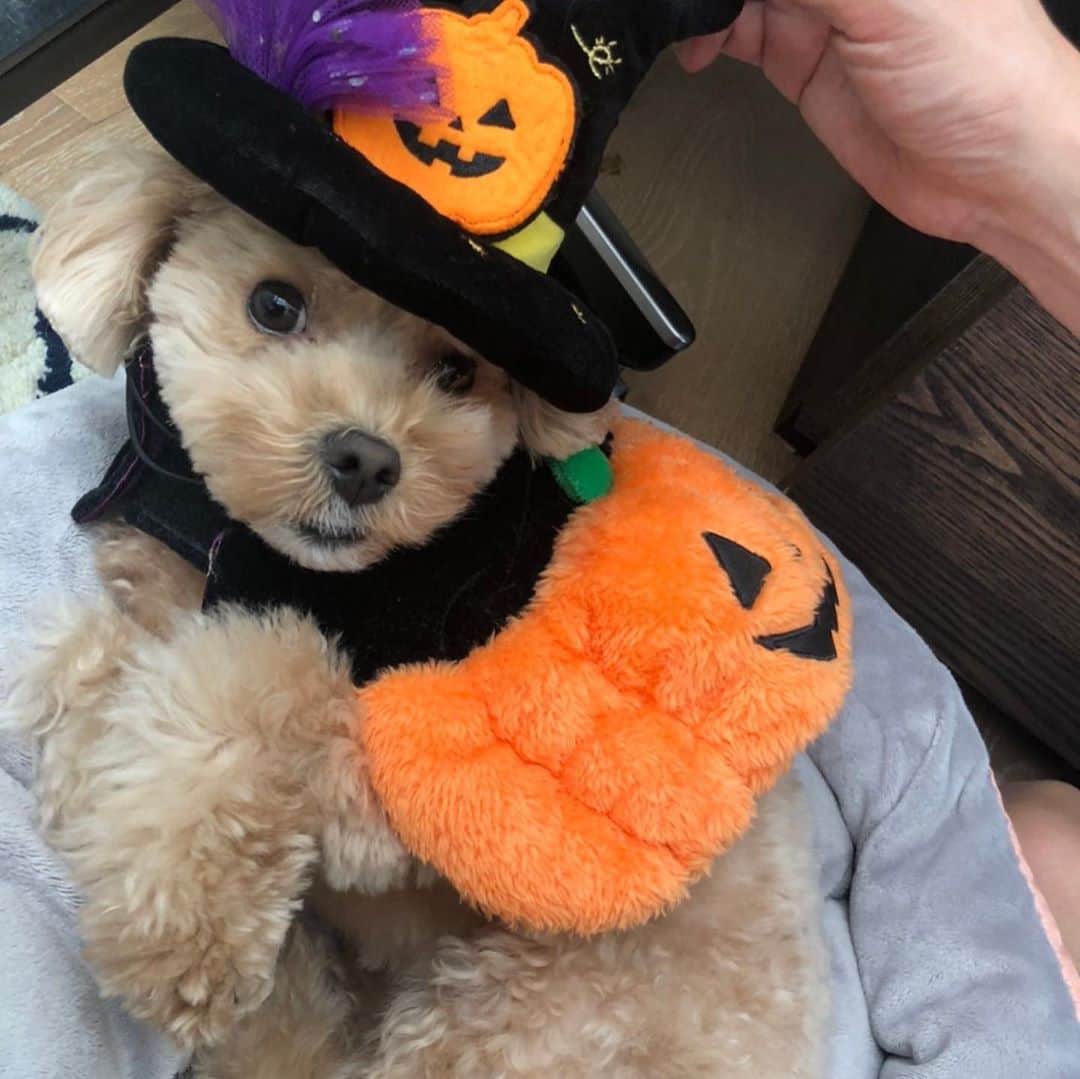 児嶋一哉のインスタグラム：「#ハロウィン  #服着せるとテンション下がるのですぐ脱がした #かわいー」