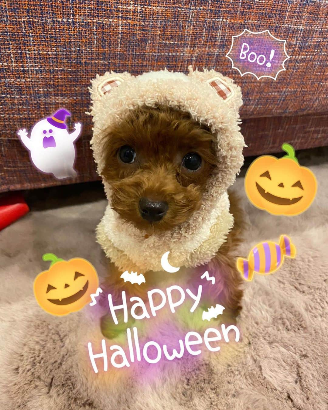 福岡みなみさんのインスタグラム写真 - (福岡みなみInstagram)「・ 🎃HappyHalloween🍭🐶♡ みんながお家で幸せなハロウィンを 過ごせます様に✨私はこの子と✨ #ハロウィン #halloween  #さらん」10月31日 23時01分 - fukuokaminami373