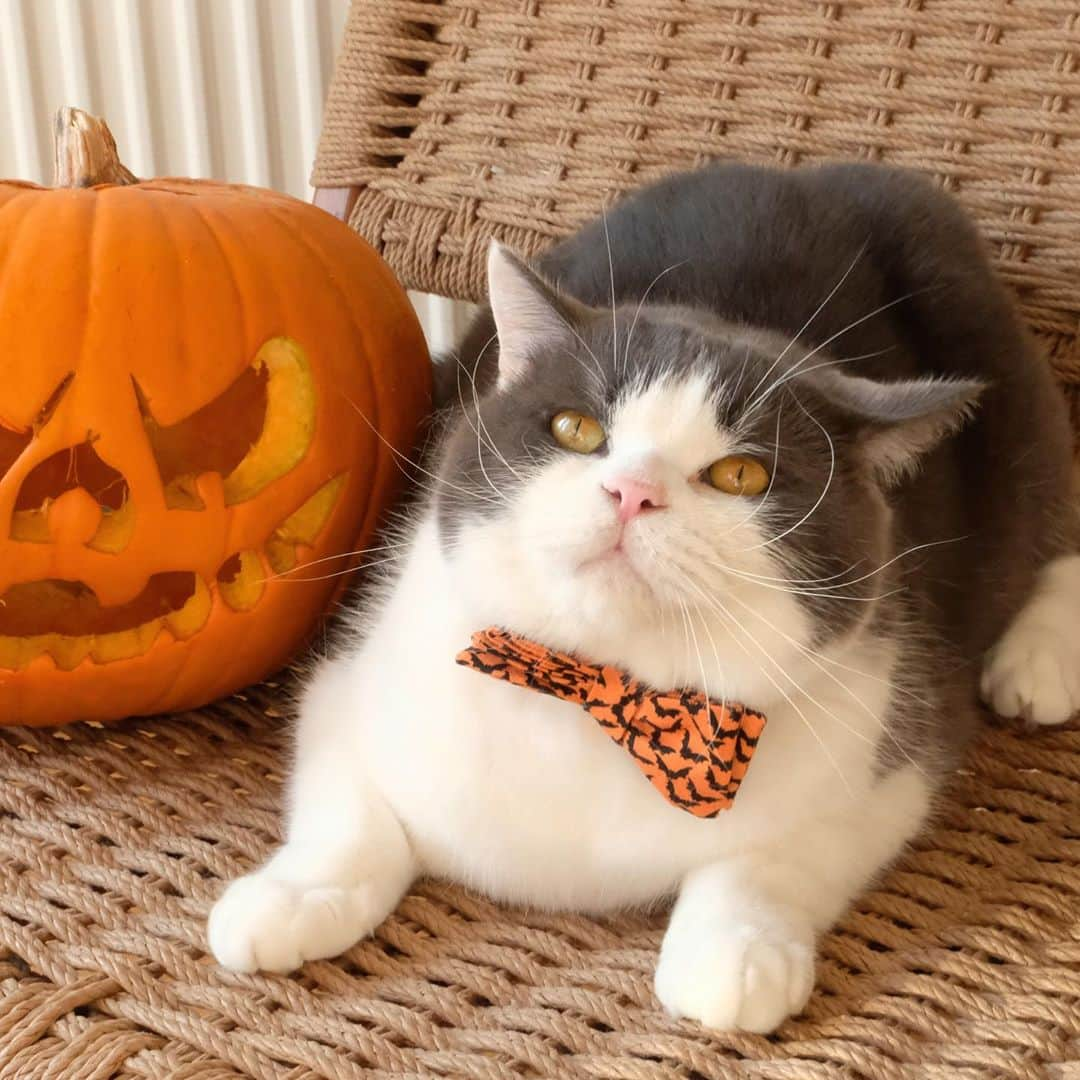 catinberlinさんのインスタグラム写真 - (catinberlinInstagram)「Happy #Halloween! 👻 We hope you’re staying home this year and watching a movie with your spooky kitties. 👻🎃 Any recommendations? 🙀 catinberlin.com」10月31日 23時17分 - catinberlin