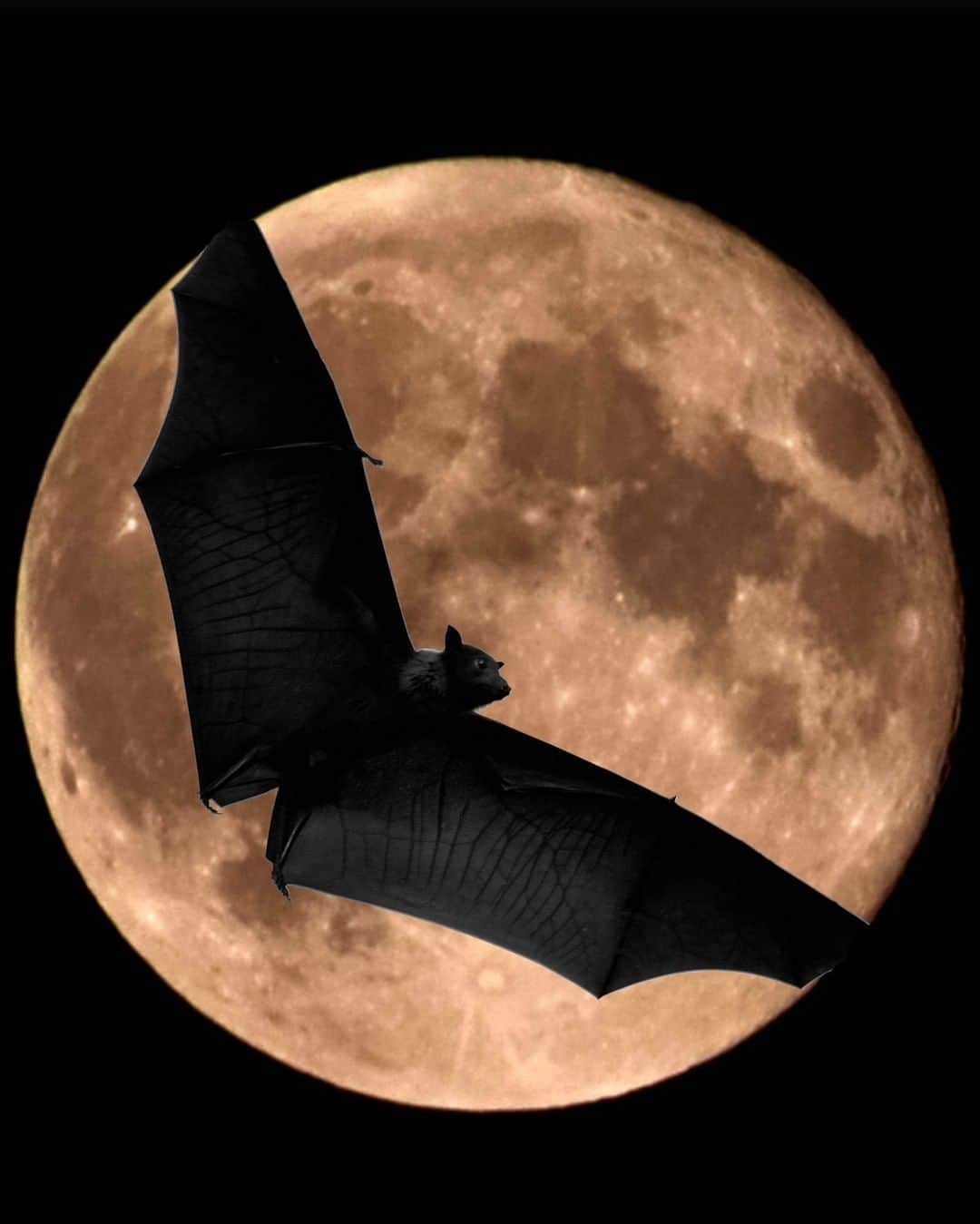 Discoveryさんのインスタグラム写真 - (DiscoveryInstagram)「Bats are the only mammals that can fly. Happy #Halloween! 🌕🦇  #bats #fullmoon #spookyseason #nightlife」10月31日 23時15分 - discovery