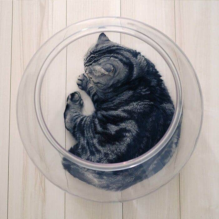 Shishi-maruさんのインスタグラム写真 - (Shishi-maruInstagram)「🐱ねこのきもちWEBMAGAZINE にて、猫エッセイが更新されました。今回は「新品の水槽に入りたがるししまる」の話です。是非よろしくお願いします。  【渋ネコししまるさん】#71 ｜ねこのきもちWEB MAGAZINE  https://cat.benesse.ne.jp/lovecat/content/?id=85328  🐱My essay about Shishi-maru is serialized in a weekly magazine:) ーーーーーーーーーーーーー 🌺「渋ネコ ししまるさん」ねこのきもちWEB MAGAZINE にて毎週金曜日エッセイの連載中 ーーーーーーーーーーー 📕「ぷっちねこ。」「3匹のちいさな猫を召喚できたなら」「ちいさな猫を召喚できたなら」徳間書店より単行本発売中 ーーーーーーーーーーー ⭐︎ねこ漫画→@tacos_cat 🌺Twitter →@taco_emonemon ーーーーーーーーーーー」10月31日 23時24分 - emonemon