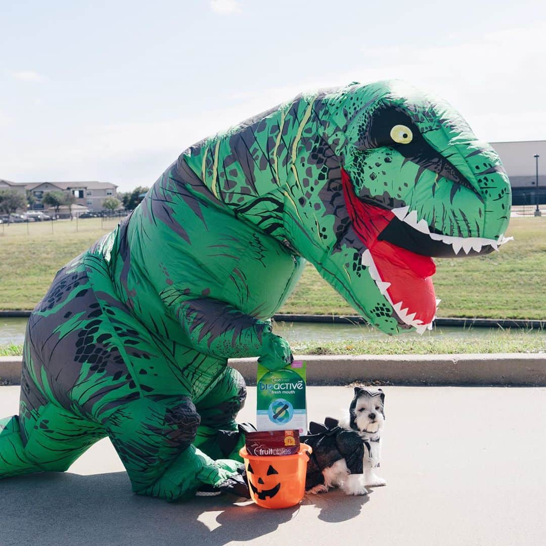 hi.arodさんのインスタグラム写真 - (hi.arodInstagram)「Mamasaurus is taking baby dino trick or treating! 🦖 🦖 💕 ・・ ・  #dinosaur#dinosaurs#dinofamily#dino#halloweencostume#familycostumes#jurassicpark​#dinosaurcostume​#halloweendog​#dogcostume#twinning#twinningiswinning#dinosaursofinstagram#trex#trexcostume#momandson#trickortreat#treatortrick#trickortreating#trickortreat#dogcostume#howloween#halloween2020​#maltese#malshi#maltipoo#morkie #maltipom​#maltipoodle​#fruitable @fruitablespettreats」10月31日 23時37分 - hi.arod