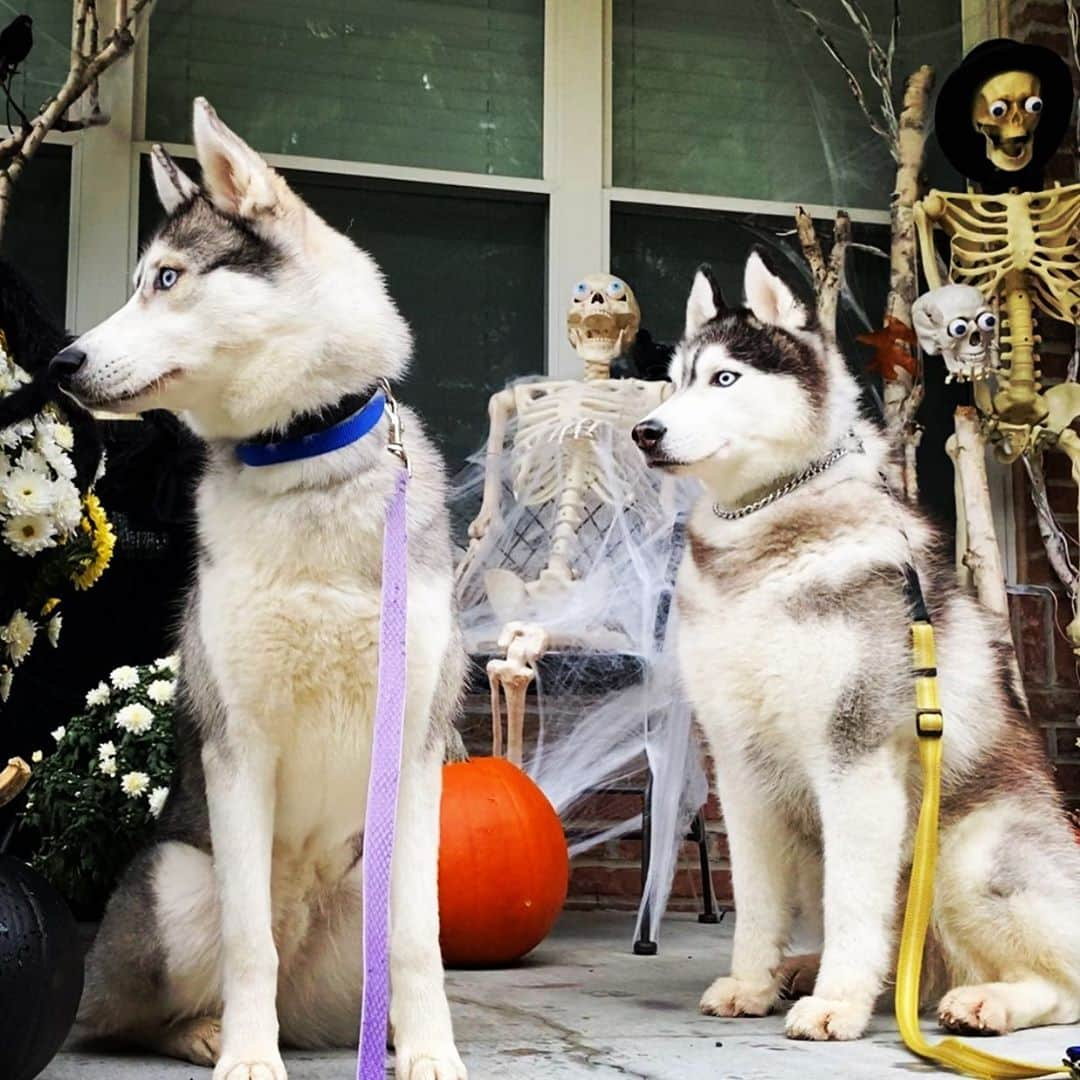 イナキョウコさんのインスタグラム写真 - (イナキョウコInstagram)「Happy Halloween 👻  . . . . . #halloween #2020 #siberianhusky #husky  #october #trickortreat #fun #decoration」10月31日 23時37分 - inakyoko