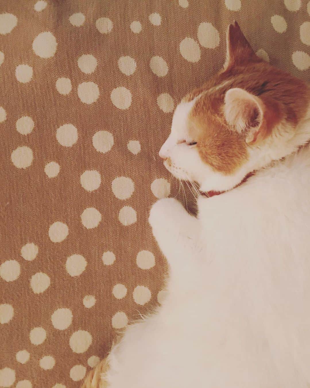 のインスタグラム：「イオちゃんの寝顔は日々のなごみ。  ふっくらしただけじゃなく、顔から頭までの奥行きが深くなったなぁ。  ルチ将軍みたいだ。  #猫沢イオ　#知ってる？ルチ将軍😂」