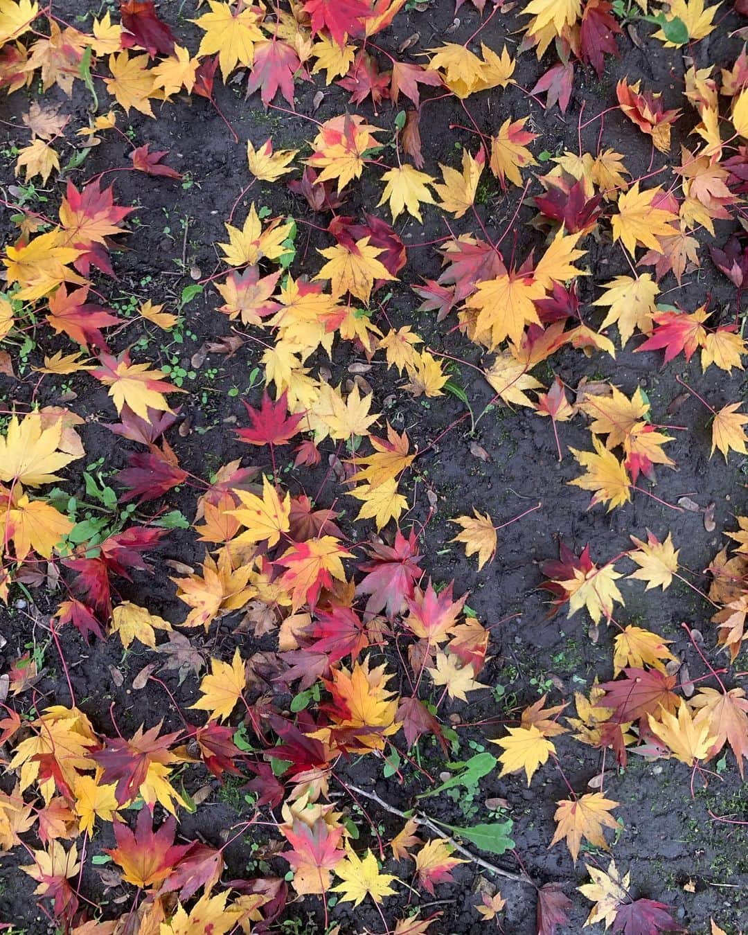 ズザンナ・ヤカボスのインスタグラム：「can’t get enough 🍁」