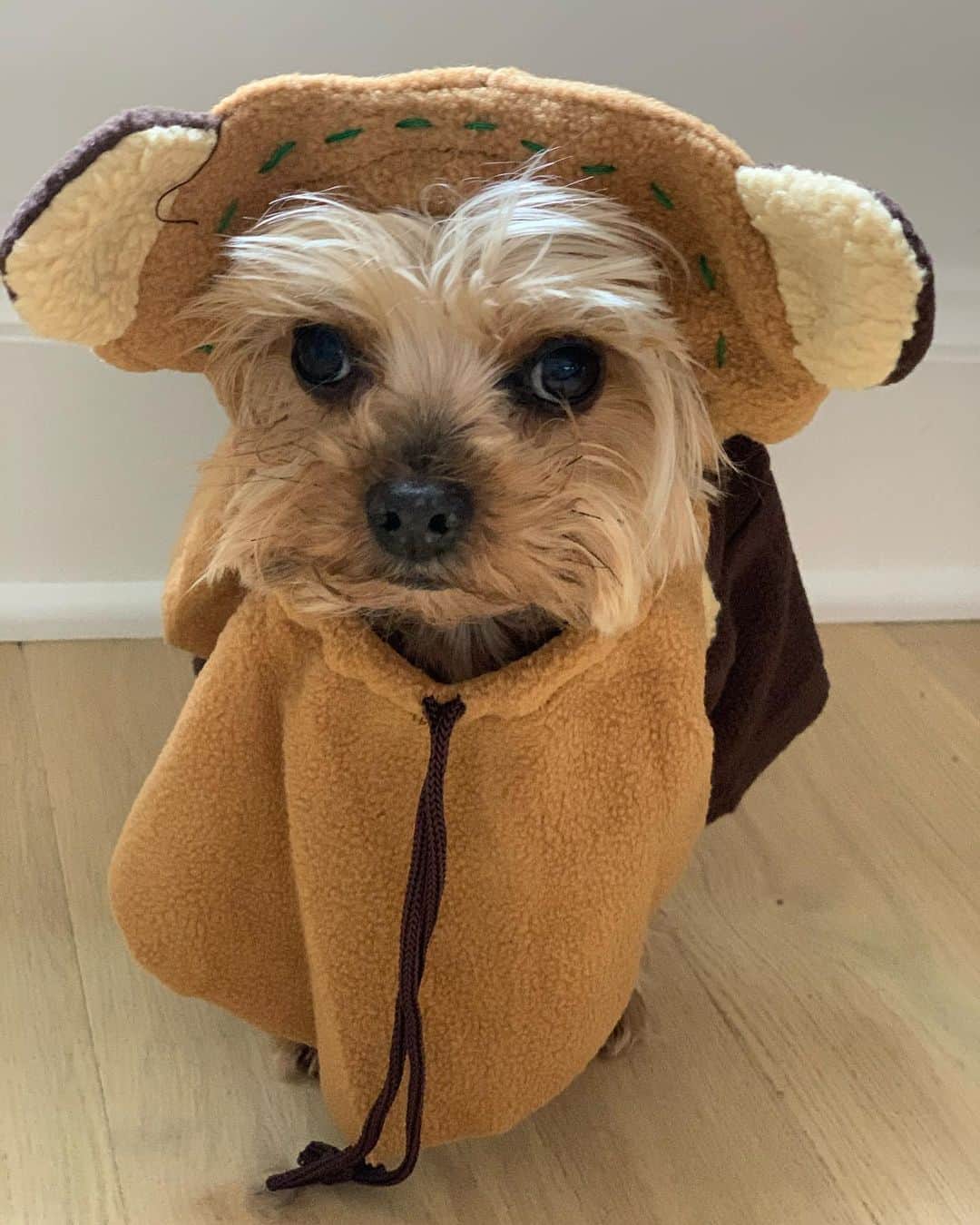 ベス・ベアーズのインスタグラム：「Betty is the #halloween 2020 Mood . She's always looked like an Ewok to us...don't you agree? #ewok #starwars #ewokdog」