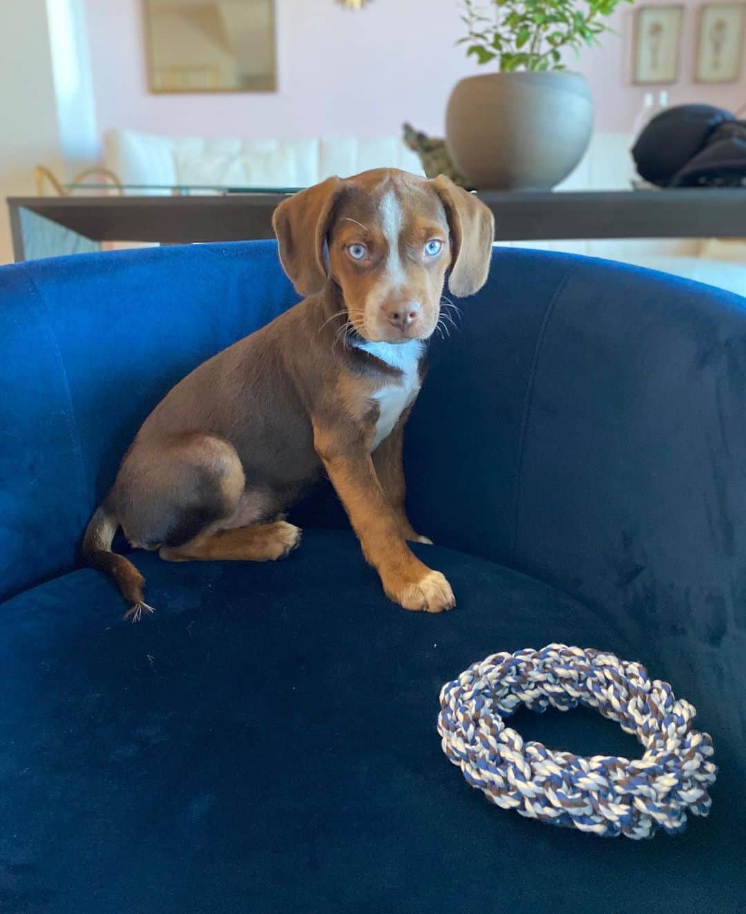 アリー・レイズマンのインスタグラム：「Meet Mylo 🤍 I rescued Mylo yesterday from @heartofri shelter. He was born July 16, 2020. I’m so excited to be his mom. I’ve already cried a few times because I feel so lucky 😋 He kept me up most of the night but I loved being able to comfort him & make him feel safe. Mylo is very sweet & loving & as each moment goes by he gets a little more confident & comfortable. He’s currently napping on my chest 🥰 I can’t wait to get to know him. The video was taken yesterday by my mom right before the adoption was official 🤍 We are not sure what mix he is. The shelter didn’t know his mom or dad. Wondering where he got those beautiful blue eyes from 😊 Thank you @heartofri for a beautiful experience. I wish I could take all of the dogs home ❤️」
