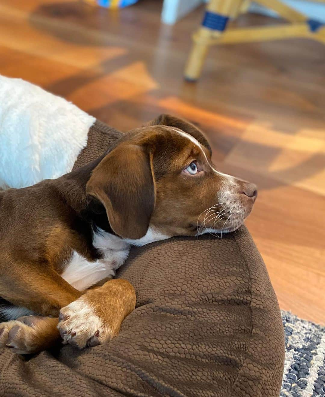 アリー・レイズマンさんのインスタグラム写真 - (アリー・レイズマンInstagram)「Meet Mylo 🤍 I rescued Mylo yesterday from @heartofri shelter. He was born July 16, 2020. I’m so excited to be his mom. I’ve already cried a few times because I feel so lucky 😋 He kept me up most of the night but I loved being able to comfort him & make him feel safe. Mylo is very sweet & loving & as each moment goes by he gets a little more confident & comfortable. He’s currently napping on my chest 🥰 I can’t wait to get to know him. The video was taken yesterday by my mom right before the adoption was official 🤍 We are not sure what mix he is. The shelter didn’t know his mom or dad. Wondering where he got those beautiful blue eyes from 😊 Thank you @heartofri for a beautiful experience. I wish I could take all of the dogs home ❤️」11月1日 0時06分 - alyraisman