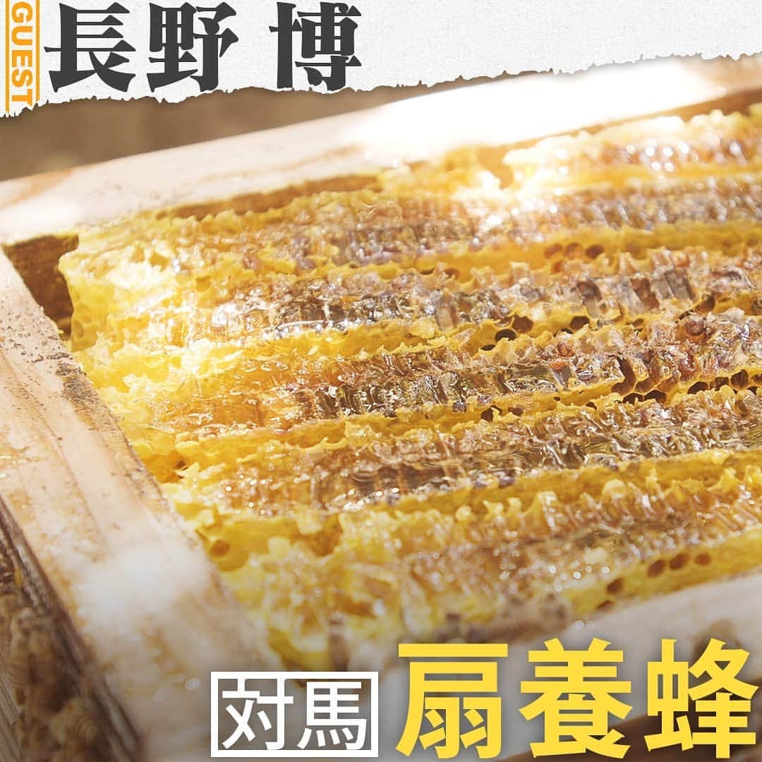 TBS「人生最高レストラン」さんのインスタグラム写真 - (TBS「人生最高レストラン」Instagram)「.﻿ V6 長野博さんの人生最高レストラン② ﻿ 🍴長崎・対馬の「ニホンミツバチの蜂蜜」😋 ﻿ ﻿ 🍴長野博さんは、自宅に５０種類以上ストックしているほど大のハチミツ好き🍴 ﻿ 🍴セイヨウミツバチが９割以上を占める生態系で、日本で唯一のニホンミツバチだけが生息する島が ﻿ 長崎県対馬。1500 年前からニホンミツバチの養蜂が行われている🍴 ﻿ 🍴対馬では、ゆっくり熟成させ濃厚な味にするため、蜂蜜を採るのは、年１回秋の時期だけ。 ﻿ 🍴１年を通していろんな花から蜜を集めるニホンミツバチの蜜は「百花蜜」と呼ばれ、香り高く、コクの深い豊かな味わい🍴 ﻿ 🍴市販されている商品や加工食品の原材料で使用されている蜂蜜は、ほぼセイヨウミツバチ。飼育が ﻿ 難しく採蜜量も少ないニホンミツバチの蜂蜜は希少とされている🍴﻿ .﻿ . ﻿ #tbs #人生最高レストラン #サントリー ﻿ #長野博 #V6 #愛なんだ #対馬 #ニホンミツバチ #蜂蜜 #ハチミツ」11月1日 0時13分 - jsr_2017official