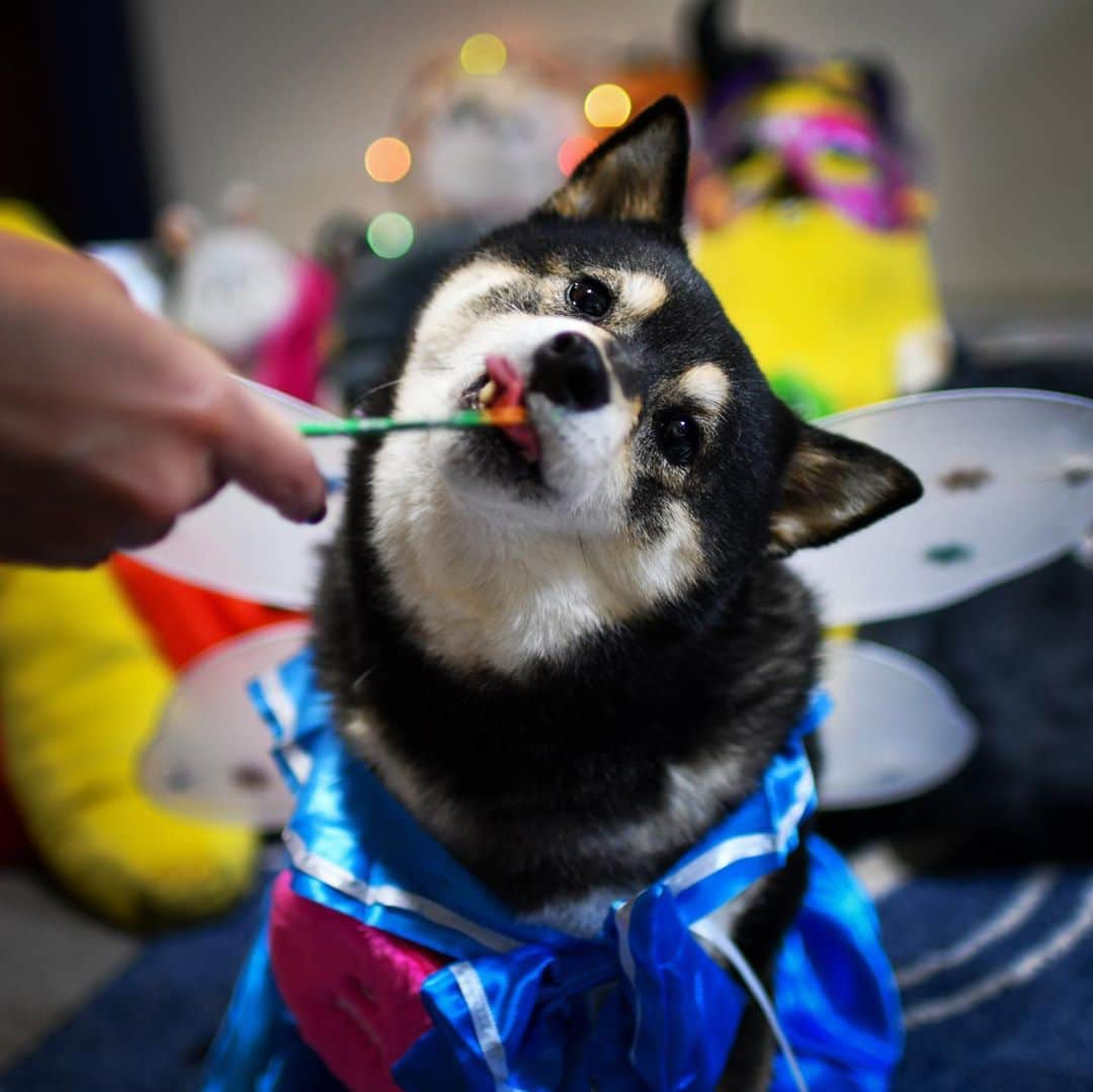 吾子さんのインスタグラム写真 - (吾子Instagram)「・ ・ セーラームーン風🐶💕 ・ ・ ハッピーハロウィン🎃 💕 ・ ちゅーるもらったわん🐶💕 ・ ・ ・ ・ ・ ・ #happyhalloween  #sailormoon  #Sapporo ・ 北海道の柴犬 #柴北会 の皆ワン🐶💕早くみんなで安心してお散歩ができますように🐶👍🏻💕 ・ #adorable #instadog#shibainu#dog#instagramjapan#instashiba#kuroshiba #kuroshiba#socute #cutedog#いぬのきもち #黒柴 #dogstagram_japan」11月1日 0時13分 - acoshiba