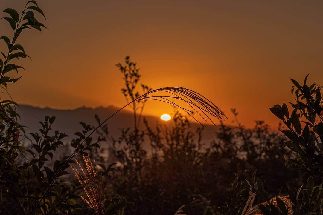 鹿児島よかもん再発見のインスタグラム：「秋の風景🌾紅葉が待ち遠しいですが、紅葉を待っている間にも季節の変化を感じるようになってきましたね(^-^)/  #鹿児島 #鹿児島観光 #谷山神社 #日の出 #sunrise #kagoshima #kagoshimaphotograph #ススキ」