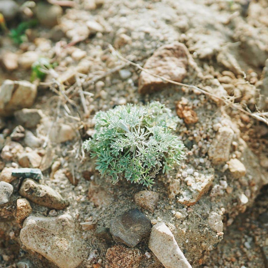Takafumi Gotoのインスタグラム：「#plants」