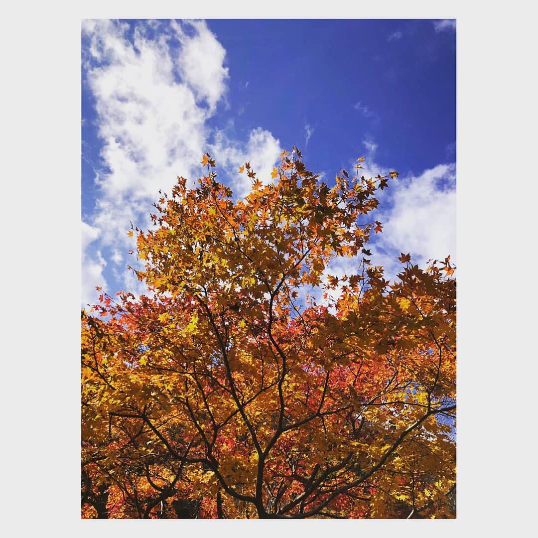 黒川芽以のインスタグラム：「11月突入。秋が1番好きな季節。 髪型アイロンしないと、かなりボーイッシュ。  この間行った現場の紅葉が美しかったー！」